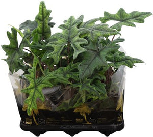Alocasia Jacklyn – 12cm Pot, Approx. 40cm High