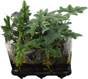 Alocasia Jacklyn – 12cm Pot, Approx. 40cm High