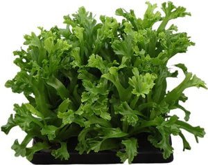Asplenium Nidus ‘Lesley’ Bird’s Nest Fern – 6cm Pot