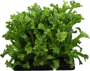 Asplenium Nidus ‘Lesley’ Bird’s Nest Fern – 6cm Pot
