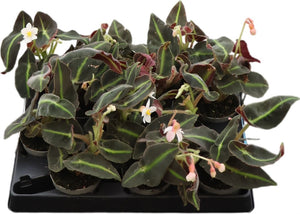 Begonia Maculata Amphioxus – 6cm Pot
