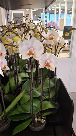 Phalaenopsis Orchid ‘With Love’ – 12cm Pot, 50cm
