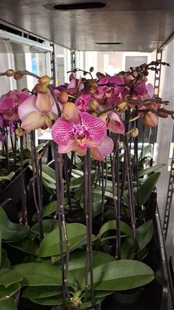 Phalaenopsis Orchid ‘With Love’ – 12cm Pot, 50cm