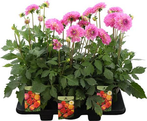 Dahlia ‘D Max Salinas’ – 19cm Pot, 50cm Height