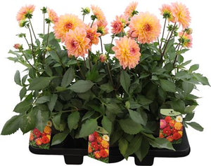 Garden Dahlia ‘Peach’ – 19cm Pot, 50cm High