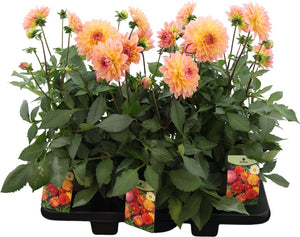 Garden Dahlia ‘Peach’ – 19cm Pot, 50cm High