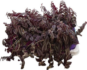 Tradescantia Purpusii – 12cm Pot