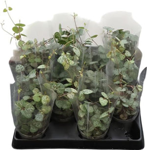 String of Hearts (Ceropegia woodii) – 6cm Pot