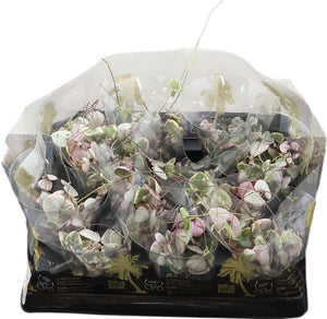 String of Hearts ‘Variegata’ – 6cm Pot