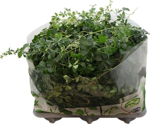 Cissus striata – 12cm Pot