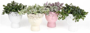 Mixed Ceramic Face Plant Arrangement – 11cm Pot