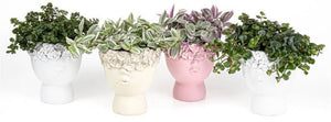 Mixed Ceramic Face Plant Arrangement – 11cm Pot
