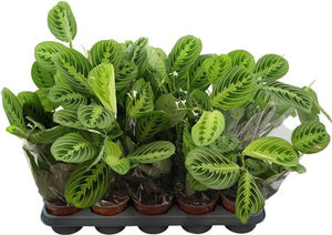 Maranta Lemon Prayer Plant – 12cm Pot, 35cm High