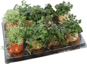 Mixed Ceramic Swing Arrangement – 6cm Pot