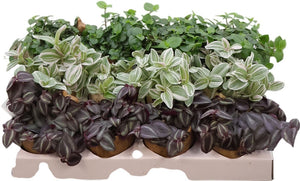 Mixed Vegetable Plants – 10cm Pot