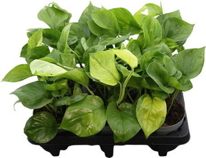 Epipremnum pinnatum ‘Lemon Meringue’ – 12cm Pot