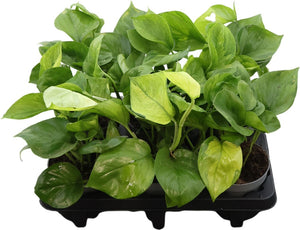 Epipremnum pinnatum ‘Lemon Meringue’ – 12cm Pot