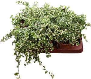 Ficus pumila ‘Bellus’ – 11cm Pot