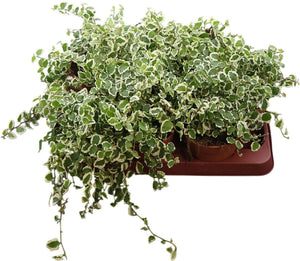 Ficus pumila ‘Bellus’ – 11cm Pot
