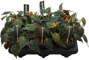 Philodendron Scandens ‘Micans’ – 12cm Pot