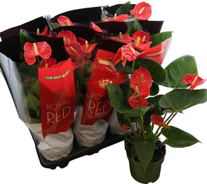 Red Anthurium (Anthurium) – 17cm Pot, 60cm High