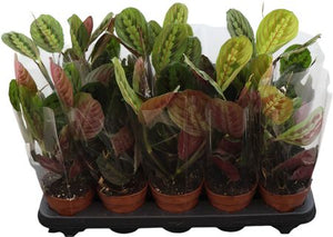 Maranta Fascinator Prayer Plant – 12cm Pot
