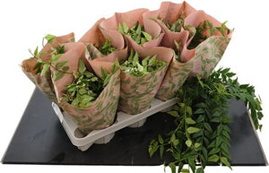 Hoya bella Flowering Wax Plant – 12cm Pot