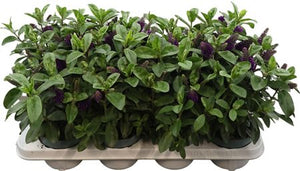Hebe ‘Alexa’ – 12cm Pot, Approx. 27cm High