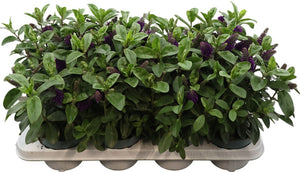 Hebe ‘Alexa’ – 12cm Pot, Approx. 27cm High