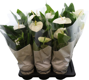 White Anthurium Flowering Houseplant – 17cm Pot