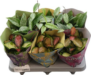 Hoya Carnosa Mixed Varieties – 12cm Pot