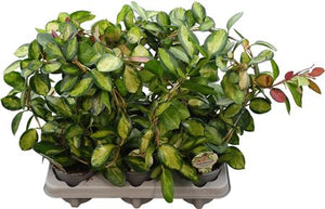 Hoya Carnosa ‘Tricolor’ – 12cm Pot