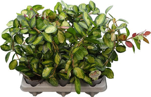 Hoya Carnosa ‘Tricolor’ – 12cm Pot