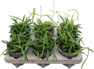 Longleaf Wax Plant (Hoya longifolia) – 12cm Pot