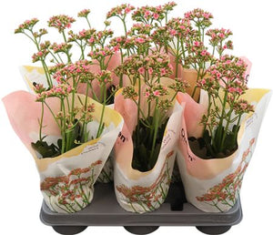 Pink Kalanchoe ‘Ladylike’ – 10.5cm Pot