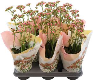 Pink Kalanchoe ‘Ladylike’ – 10.5cm Pot