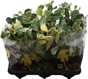 Ghost Opuntia Cactus (Opuntia jamaicensis) – 12cm Pot