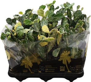 Ghost Opuntia Cactus (Opuntia jamaicensis) – 12cm Pot