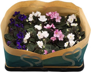 Mixed African Violet (Saintpaulia) – 6cm Pot