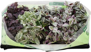 Mixed Tradescantia Houseplant – 10.5cm Pot