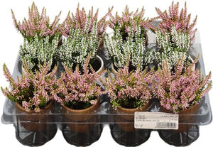 White Heather (Calluna vulgaris) – 9cm Pot