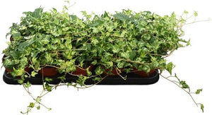 Golden Jytte English Ivy (Hedera helix) – 12cm Pot