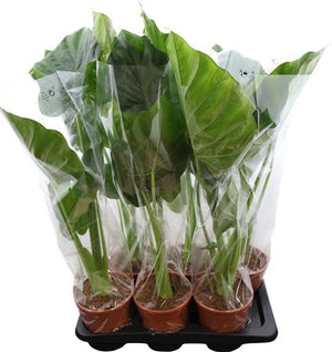 Giant Taro (Alocasia macrorrhizos) – 17cm Pot