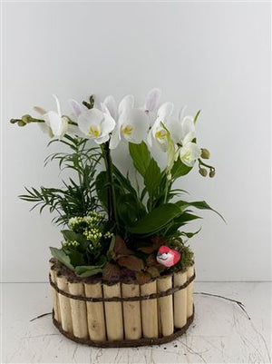 Mixed Colour Phalaenopsis Orchid Arrangement