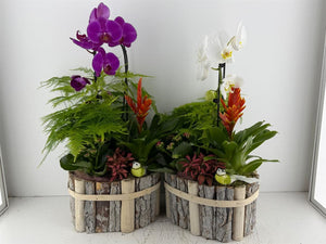Mixed Colour Phalaenopsis Orchid Arrangement in Oval Beechwood