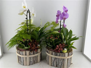 Mixed Colour Phalaenopsis Orchid Arrangement – Oval Wooden Pot