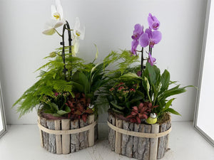 Mixed Colour Phalaenopsis Orchid Arrangement – Oval Wooden Pot