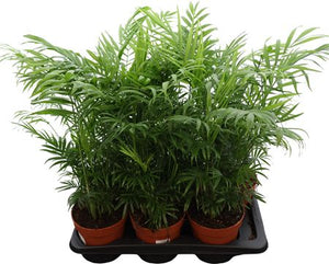 Parlour Palm (Chamaedorea elegans) – 17cm Pot