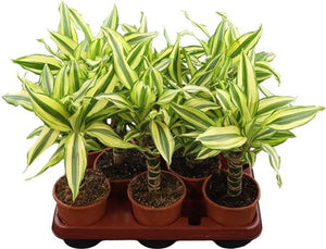 Dracaena fragrans ‘Yellow Coast’ – 11cm Pot
