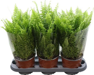 Boston Fern (Nephrolepis exaltata) – 17cm Pot